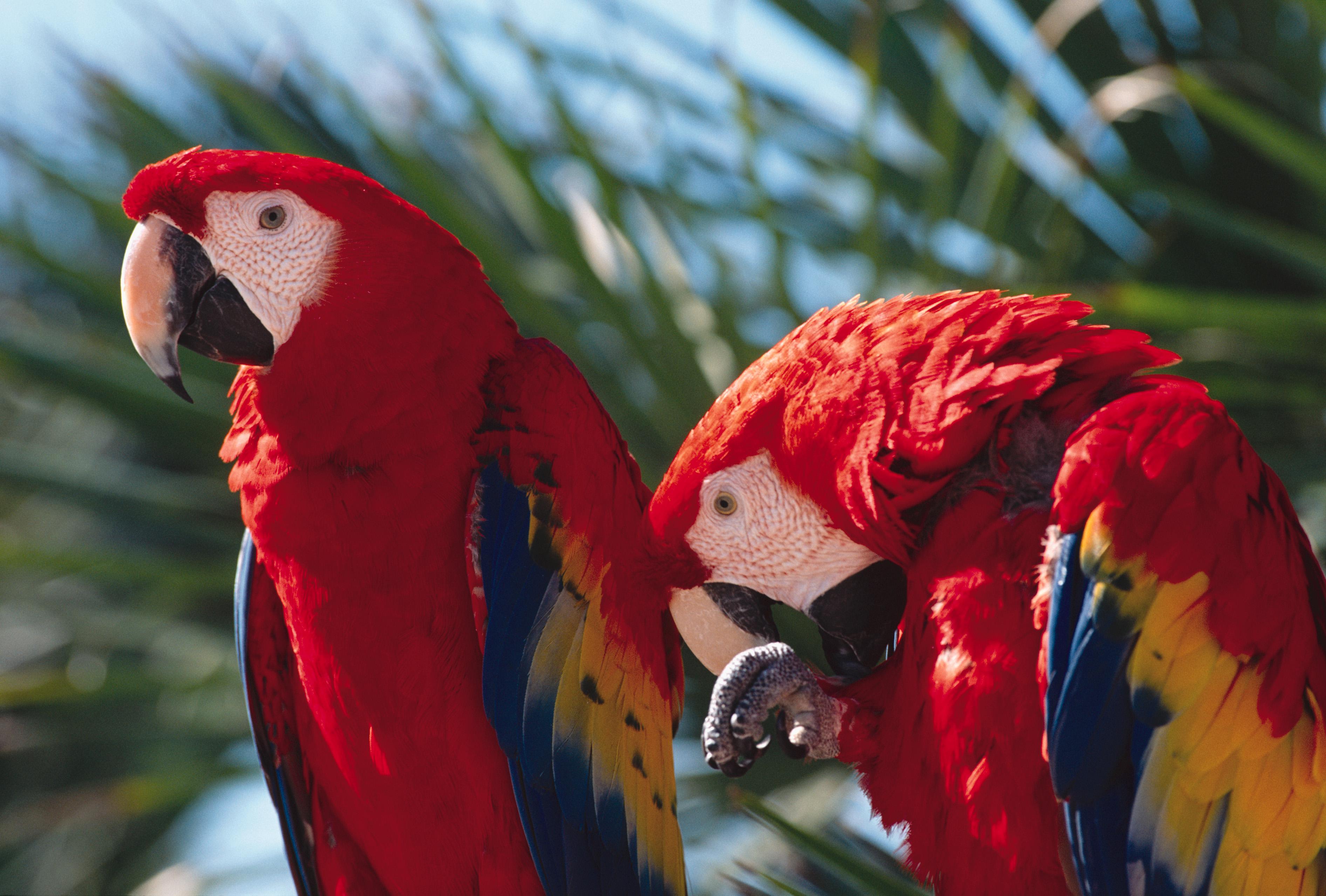 two colorful parrots are sitting on the branch of a palm tree