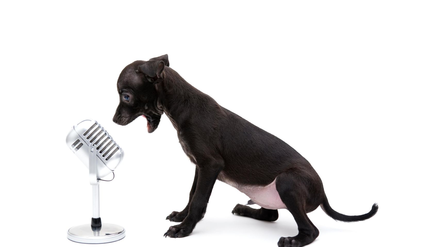 singer dog
