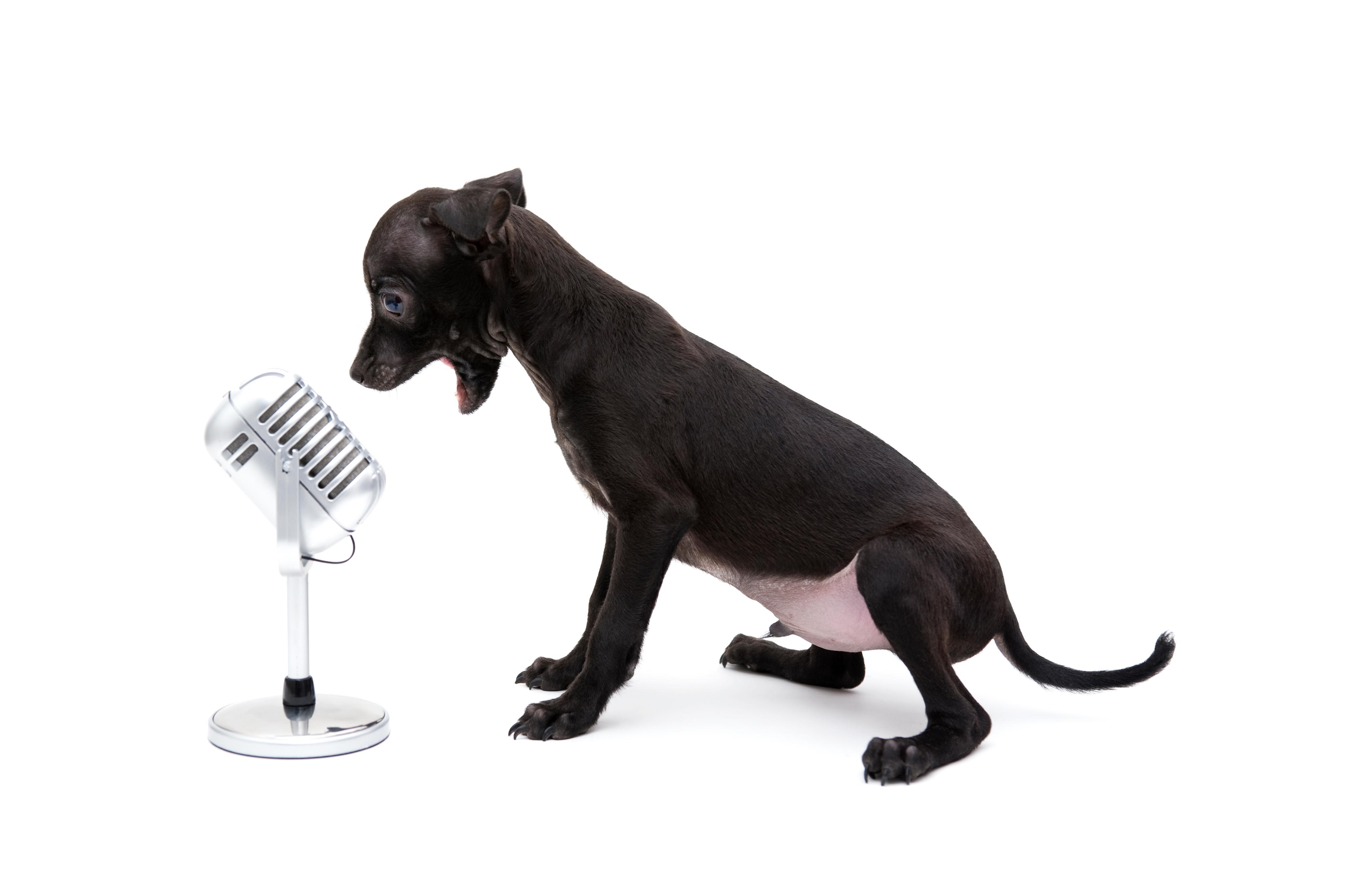 singer dog