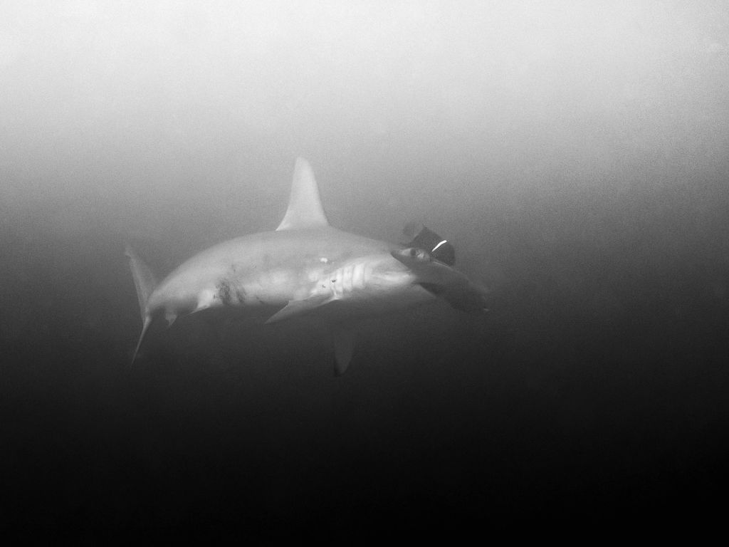 View Of Shark In Sea