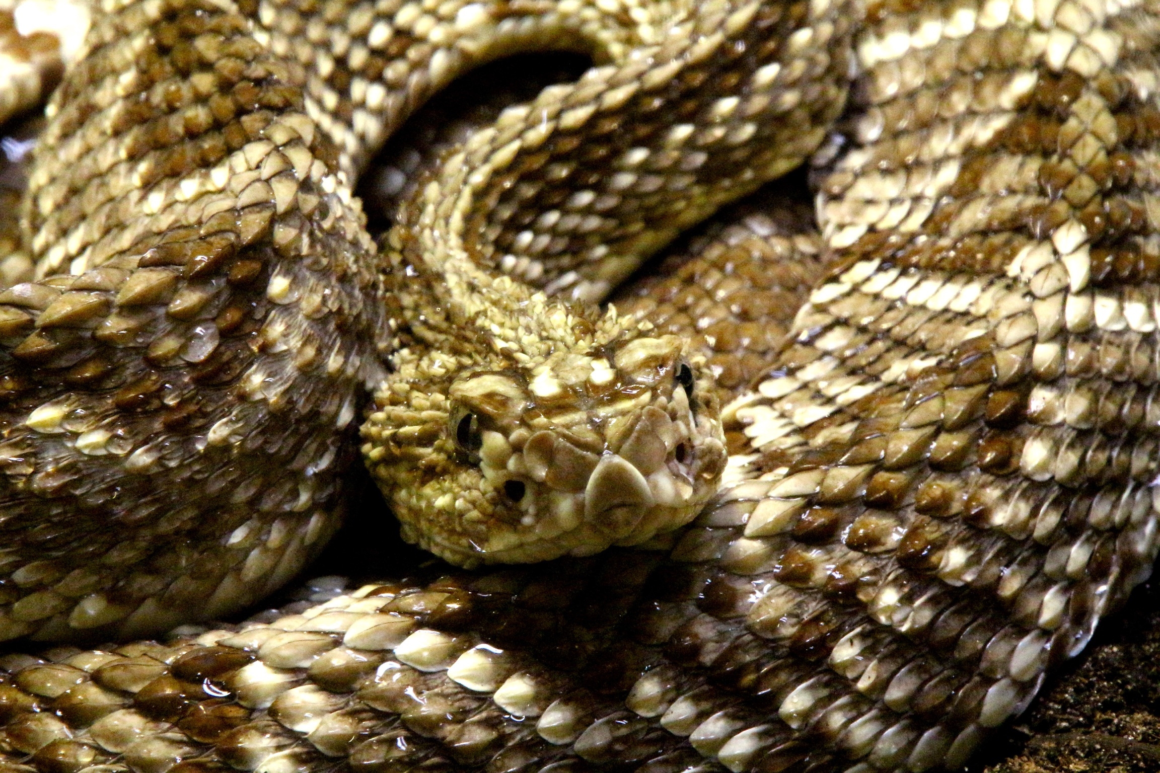 Close-Up Of Snake