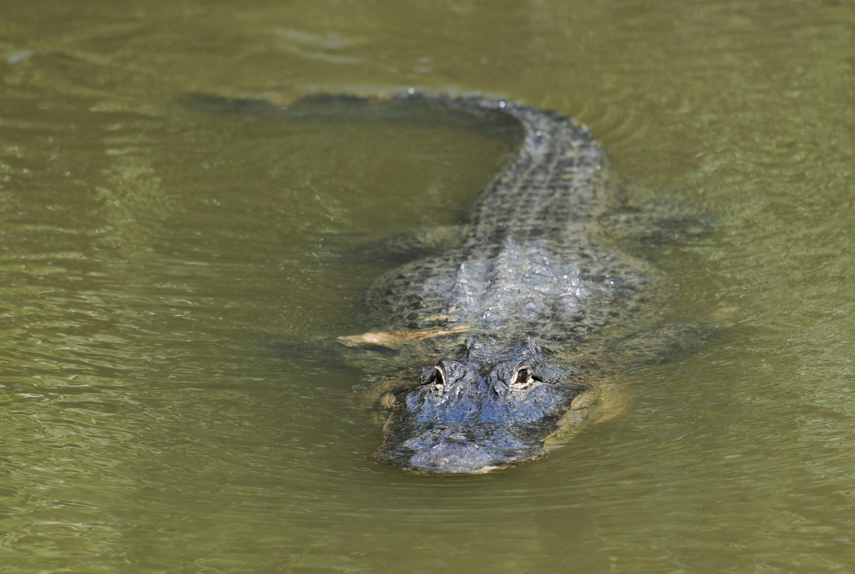 An alligator swims in a culvert near the