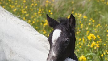 Connemara Pony Mare and Foal, Ireland