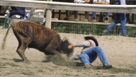 Rodeo, cowboy steer wrestling