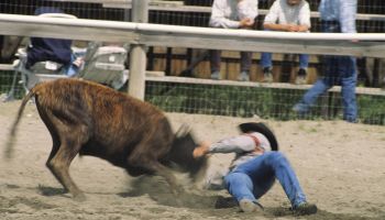 Rodeo, cowboy steer wrestling