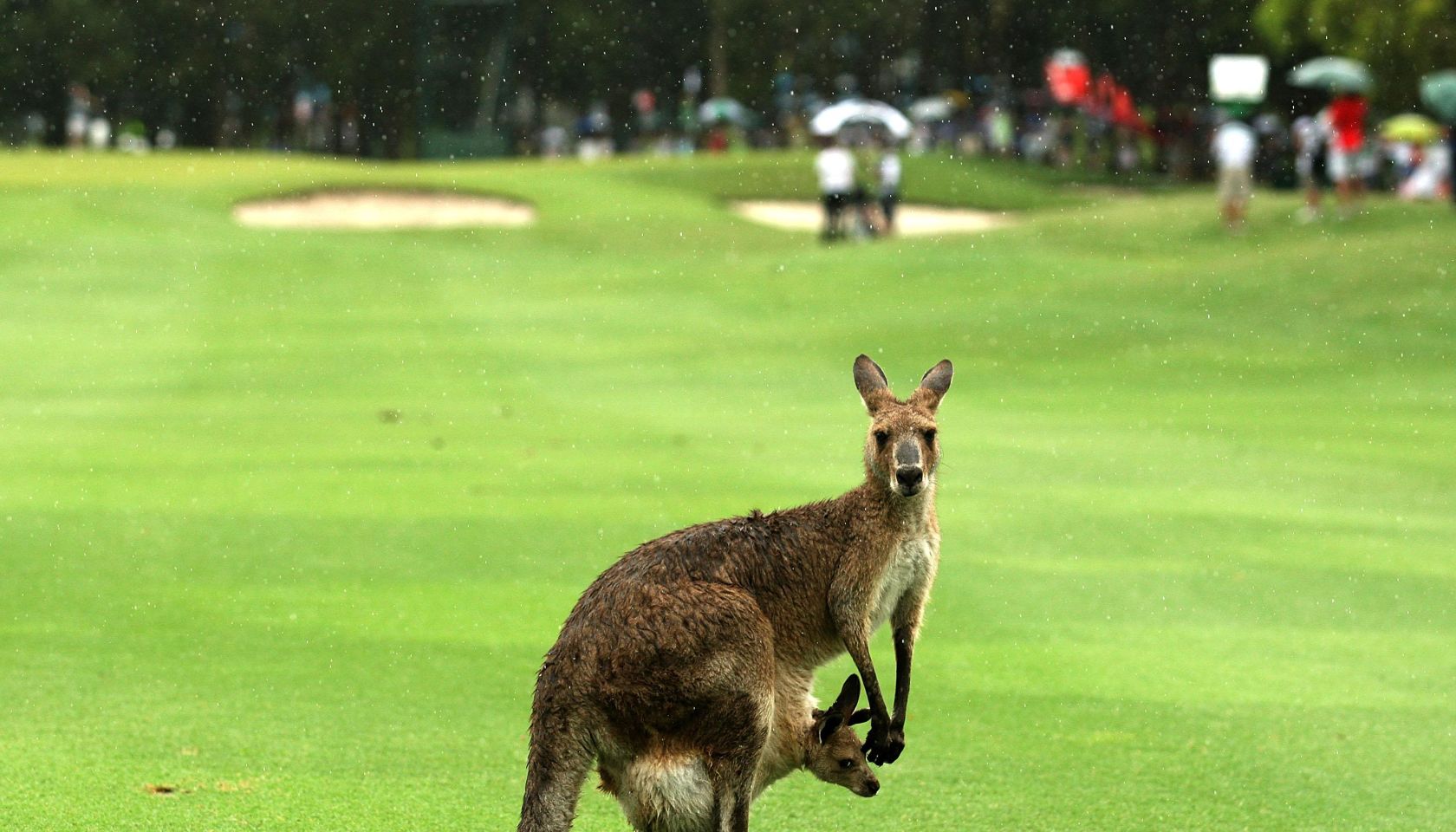Australian PGA Championship - Day 4