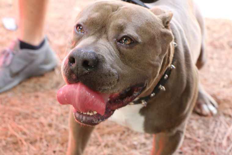 SPRING WORLD INTERNATIONAL FESTIVAL