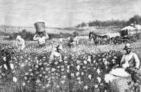 Engraving of Slaves Working In Field by Horace Bradley