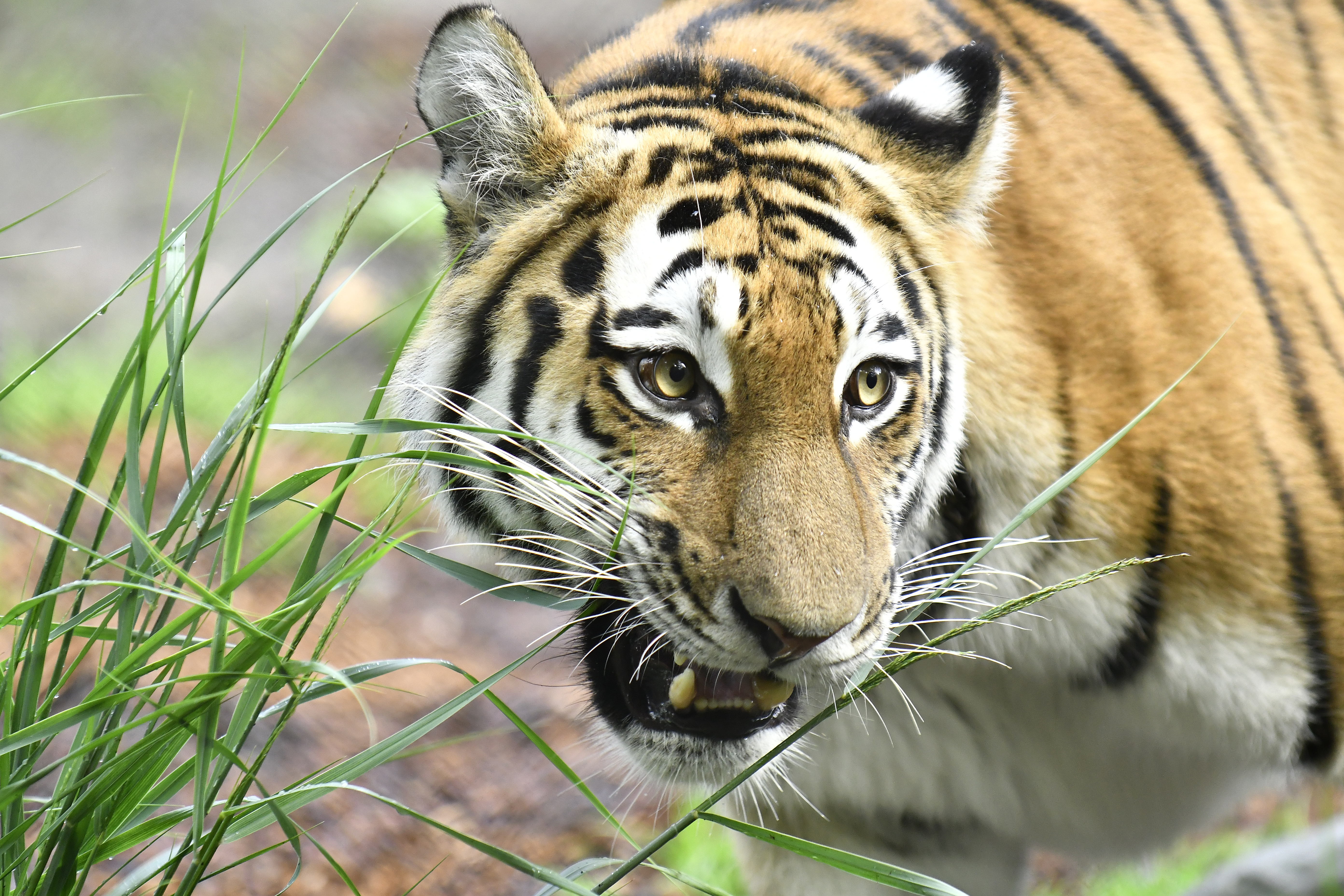 Newborn Amur Tiger Babies At Hamburg Zoo