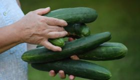 Woman holding freshly harvested cucumbers