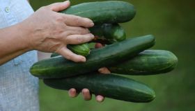 Woman holding freshly harvested cucumbers