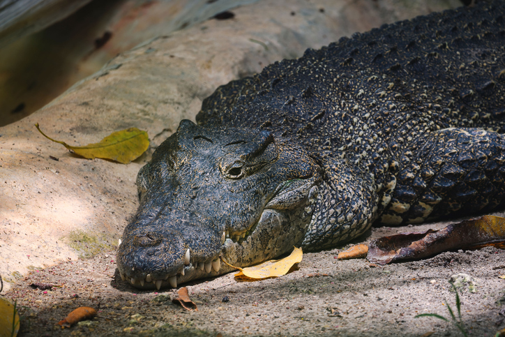 an alligator laying on a rock looking into the camera lens