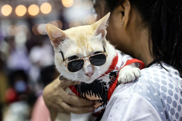 June 7: Houston Cat Expo