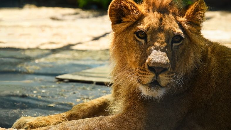 Portrait of a young lion in an aviary in a cat shelter