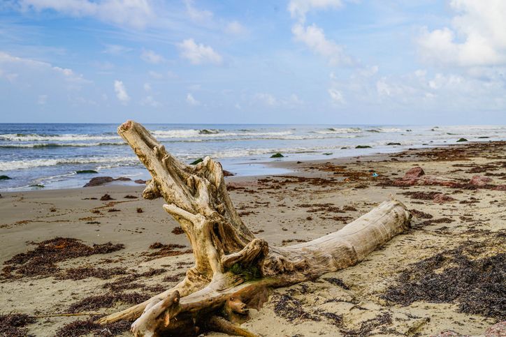 Driftwood on Beach, Gulf of Mexico, Galveston, Texas, United States