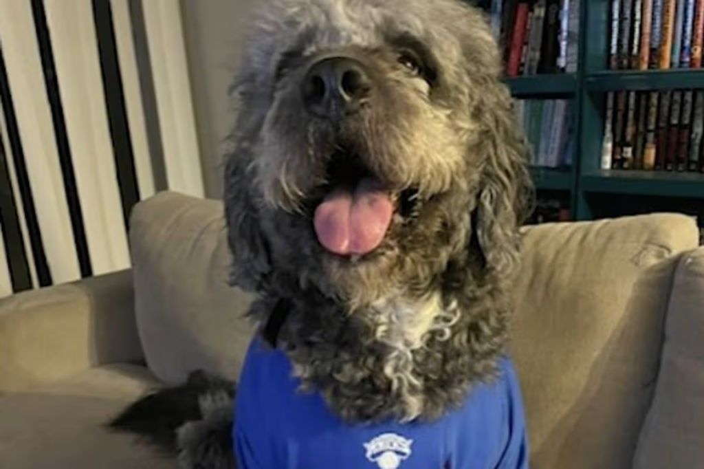 A fluffy brown dog wearing a blue shirt, sitting on a couch and looking directly at the camera with a friendly expression.